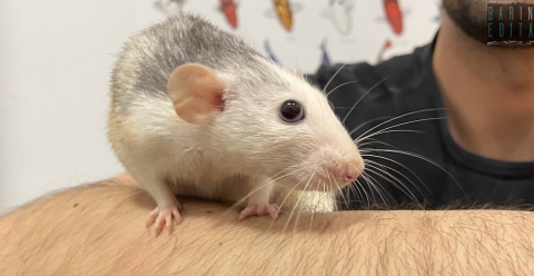 C'� chi al posto di gatti e criceti adotta i ratti: �Tanti pregiudizi, ma sono affettuosi e intelligenti�